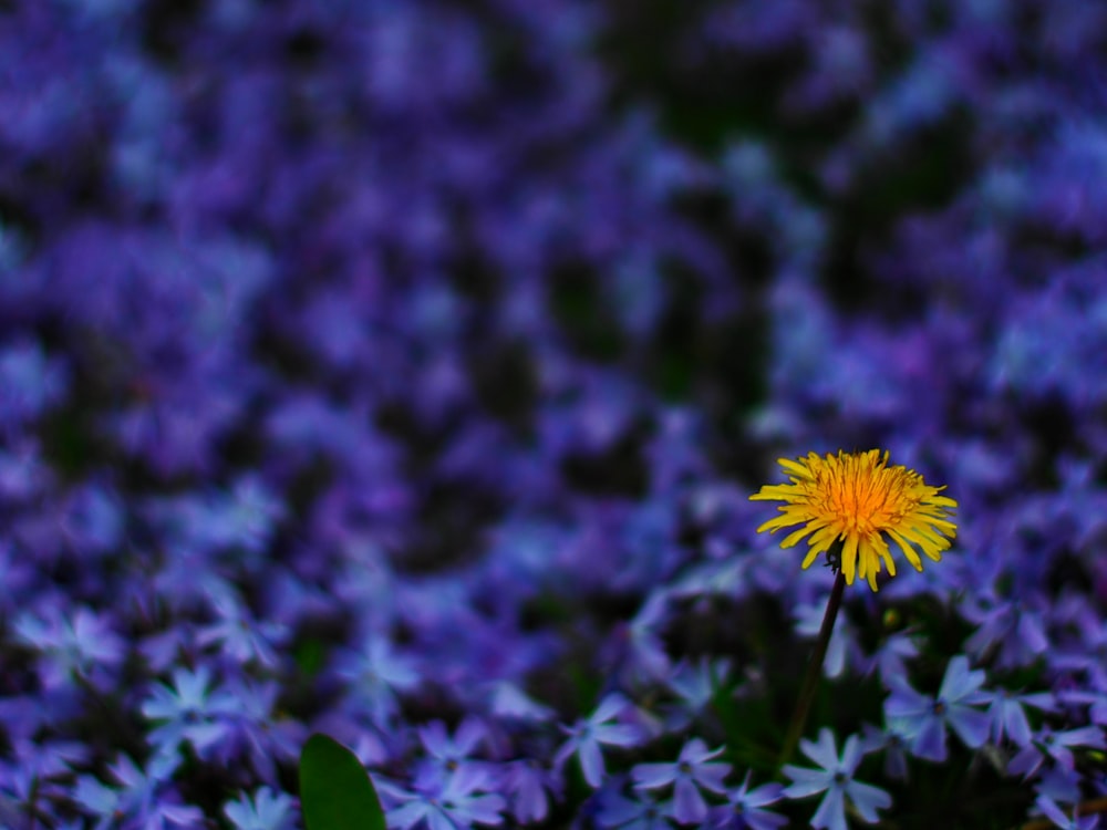 a yellow flower in a field of purple flowers