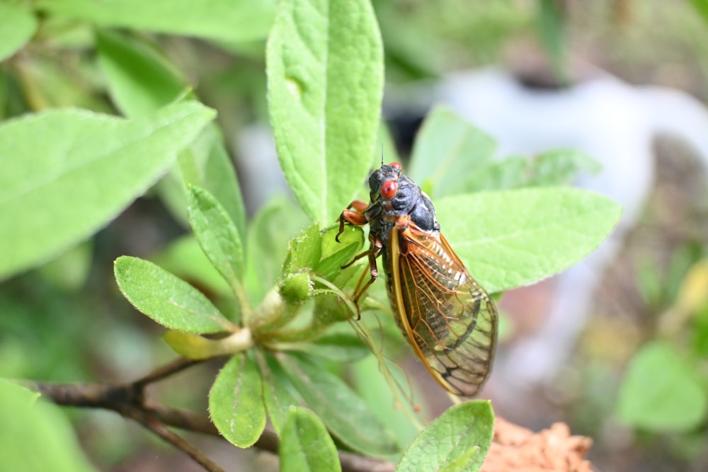 a couple of flies sitting on top of a green leaf