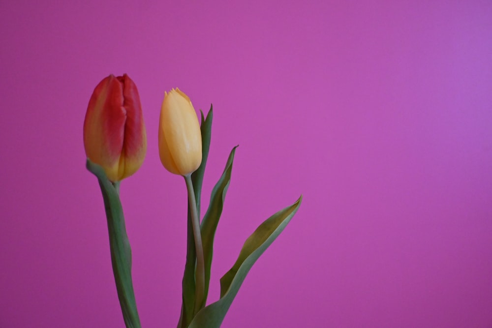 two red and yellow tulips on a purple background