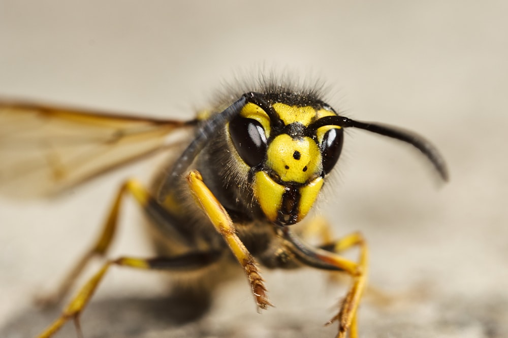 a close up of a yellow and black insect