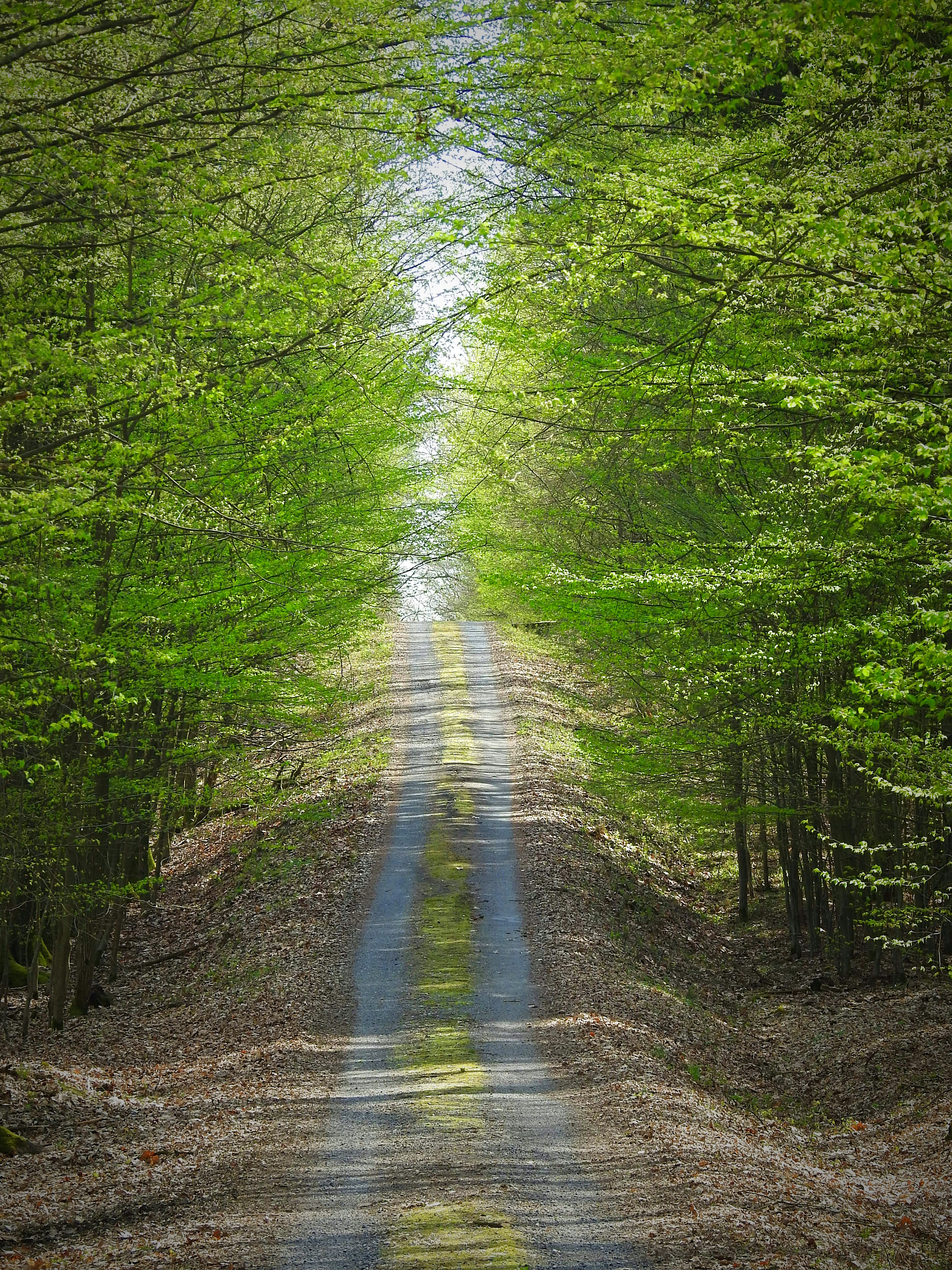 A dirt road surrounded by trees and leaves photo – Free Forest Image on ...