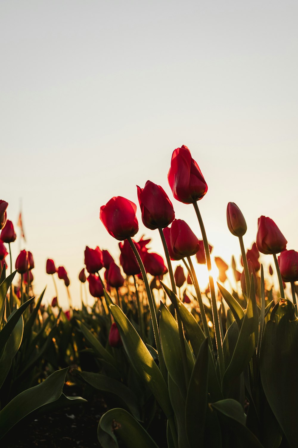 a field of red tulips with the sun in the background
