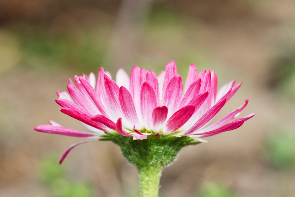 a pink and white flower with a blurry background