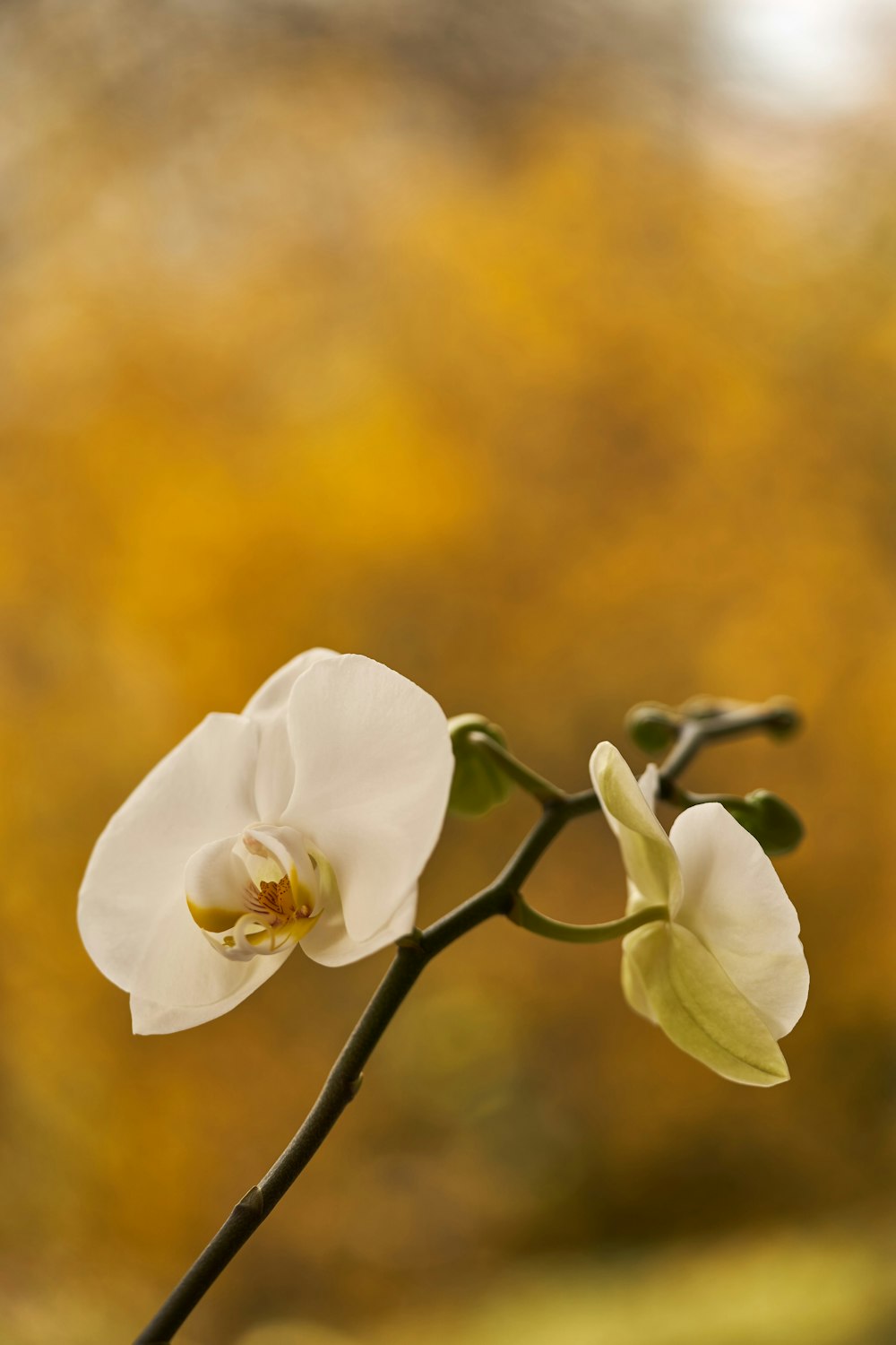 a white flower is in a vase on a table