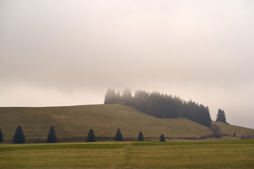 a grassy hill with trees on top of it