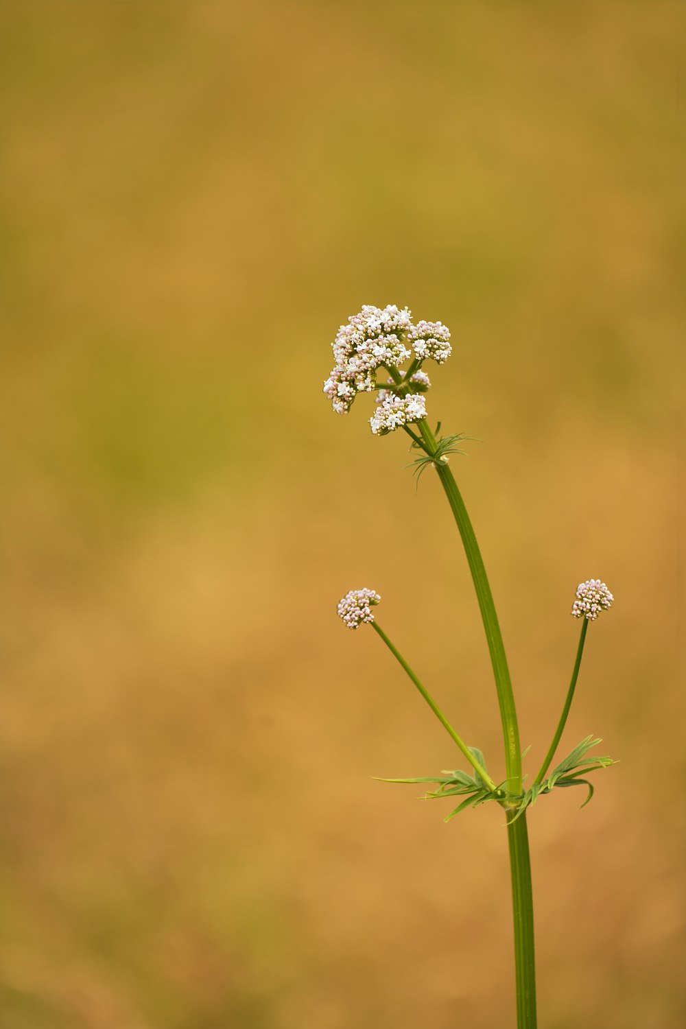 a small white flower sitting on top of a green stem