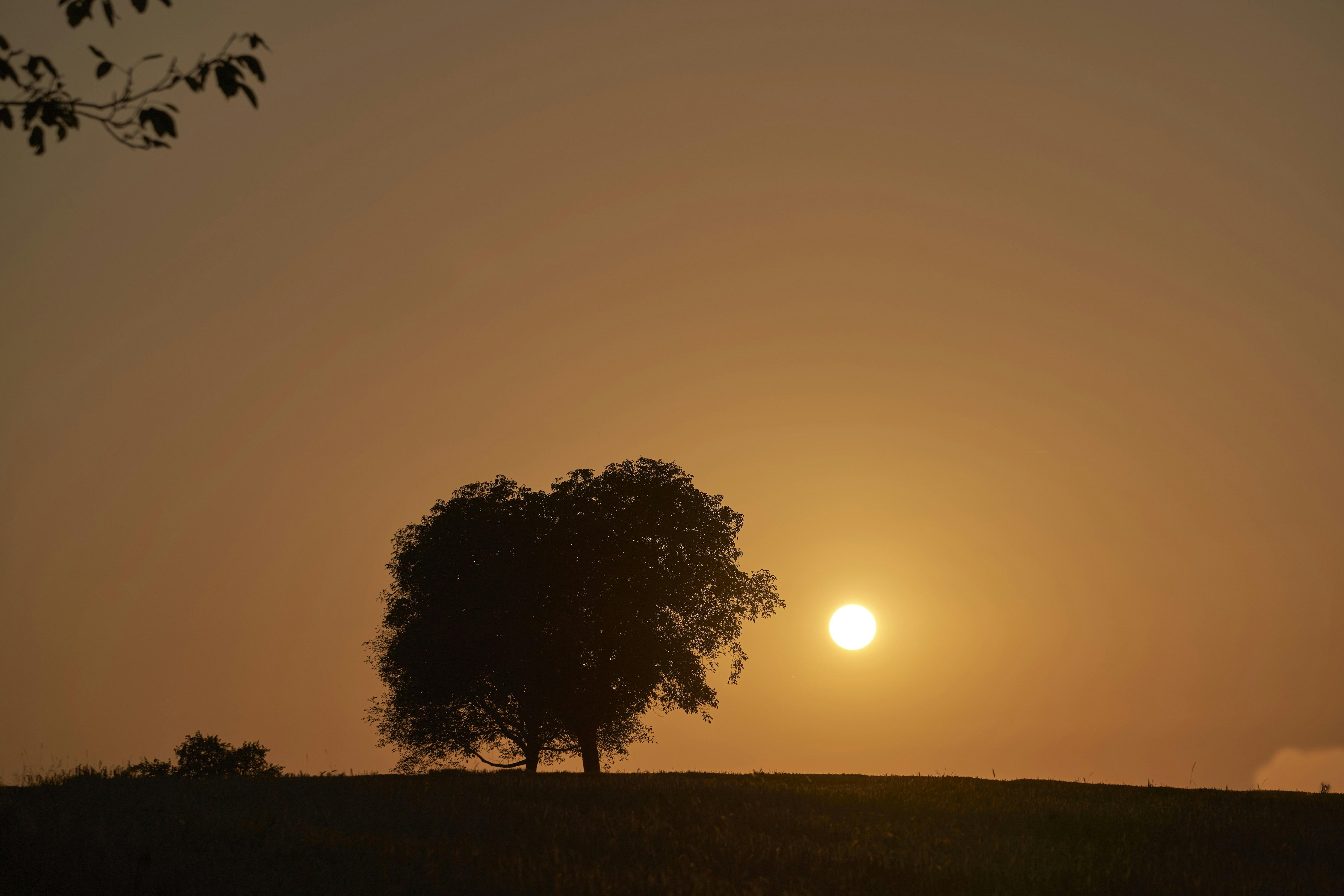 Photo by wolfgang_hasselmann