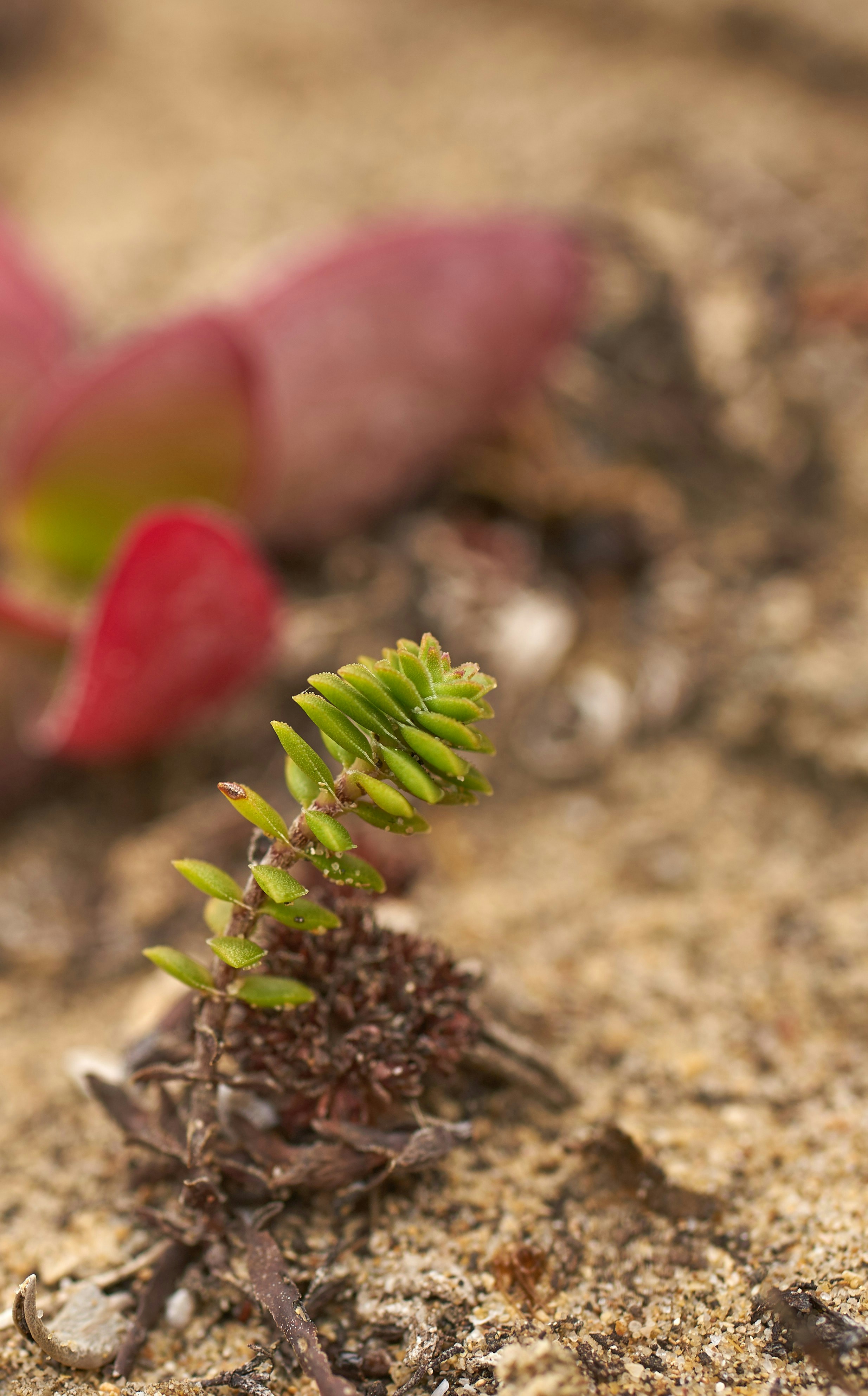 Photo by wolfgang_hasselmann