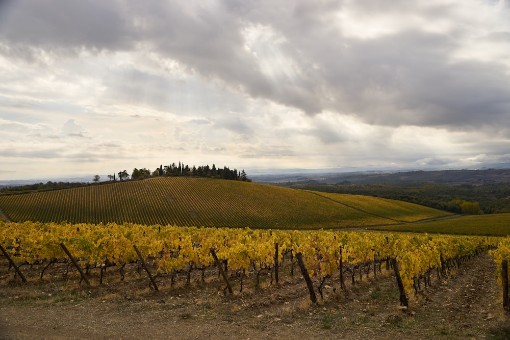 a vineyard in the countryside under a cloudy sky