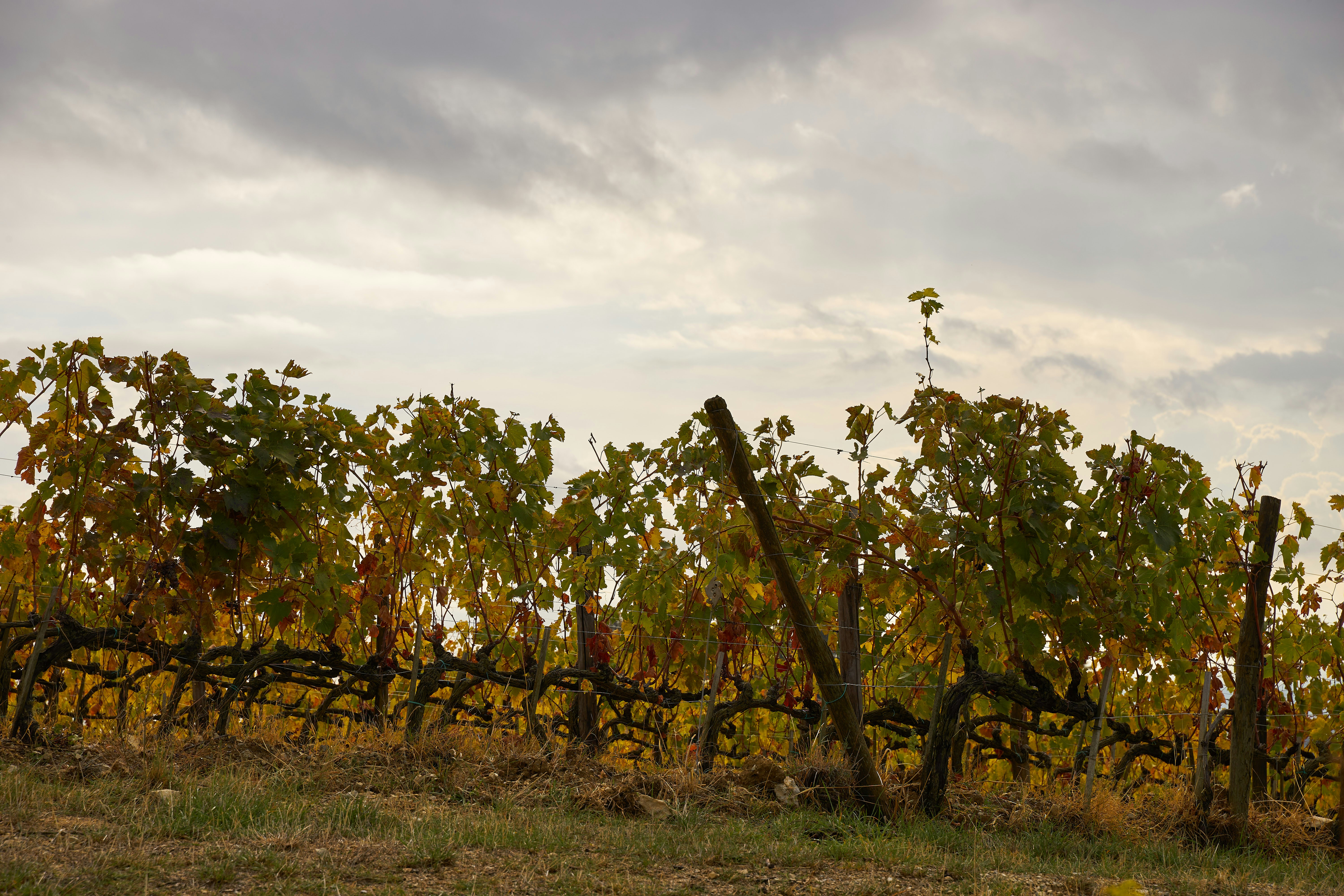 Photo by wolfgang_hasselmann