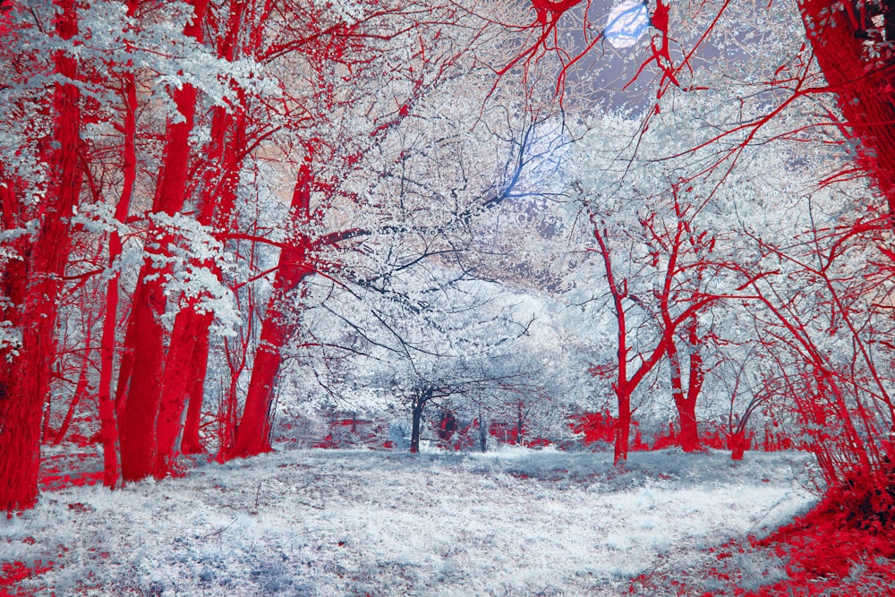 a red and white photo of a snowy forest