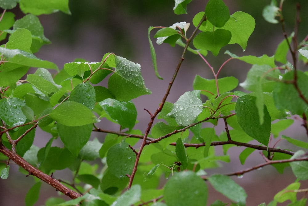 a tree branch with green leaves and water drops