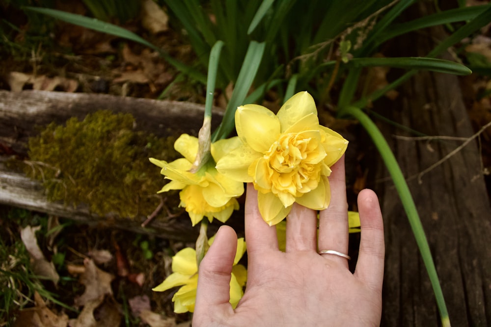 a person's hand holding a bunch of yellow flowers