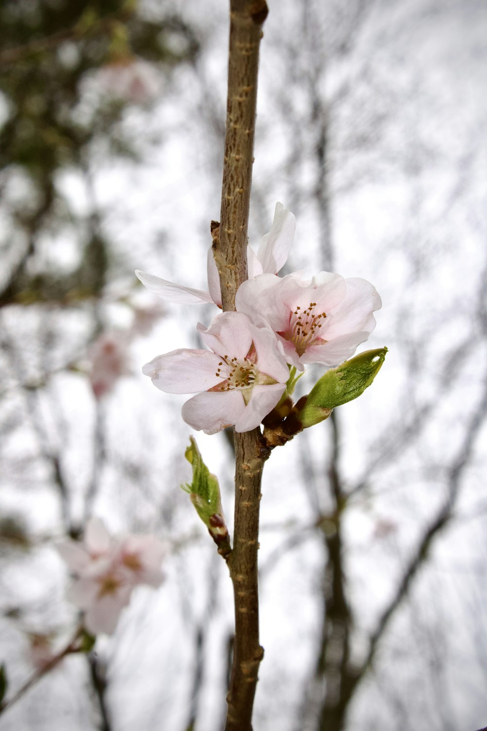 a close up of a flower on a tree