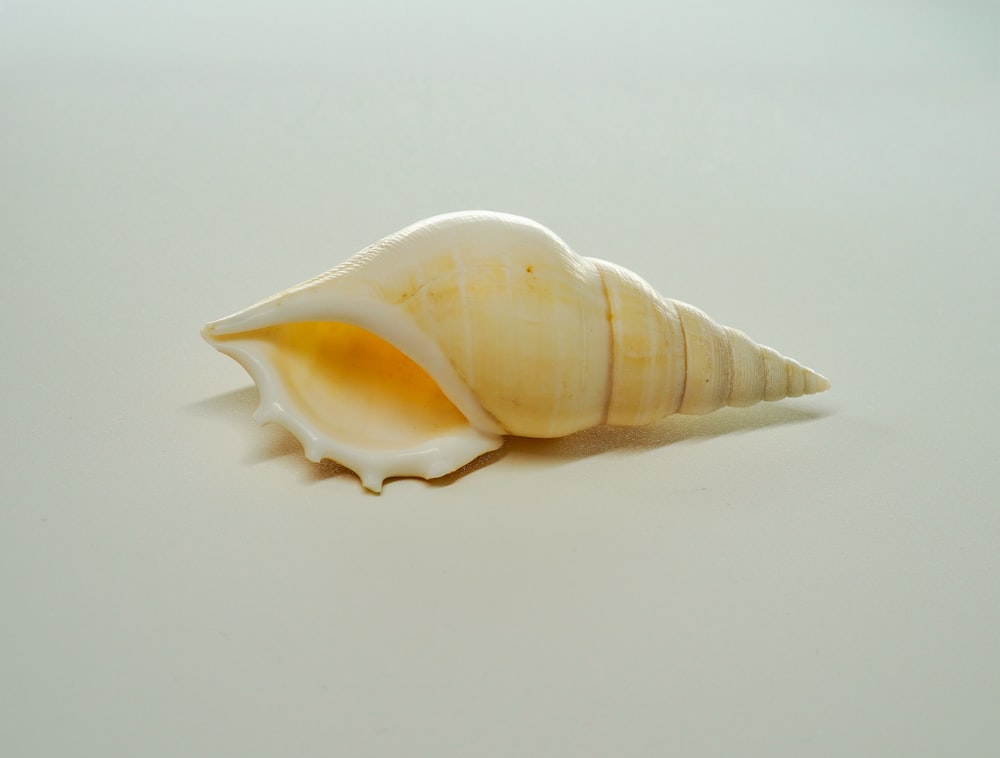 a single sea shell on a white surface