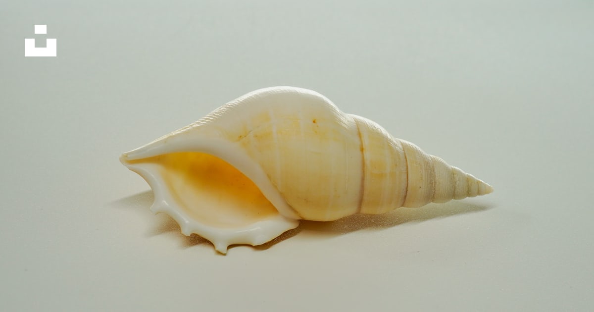 A single sea shell on a white surface photo – Free Seashell Image on ...