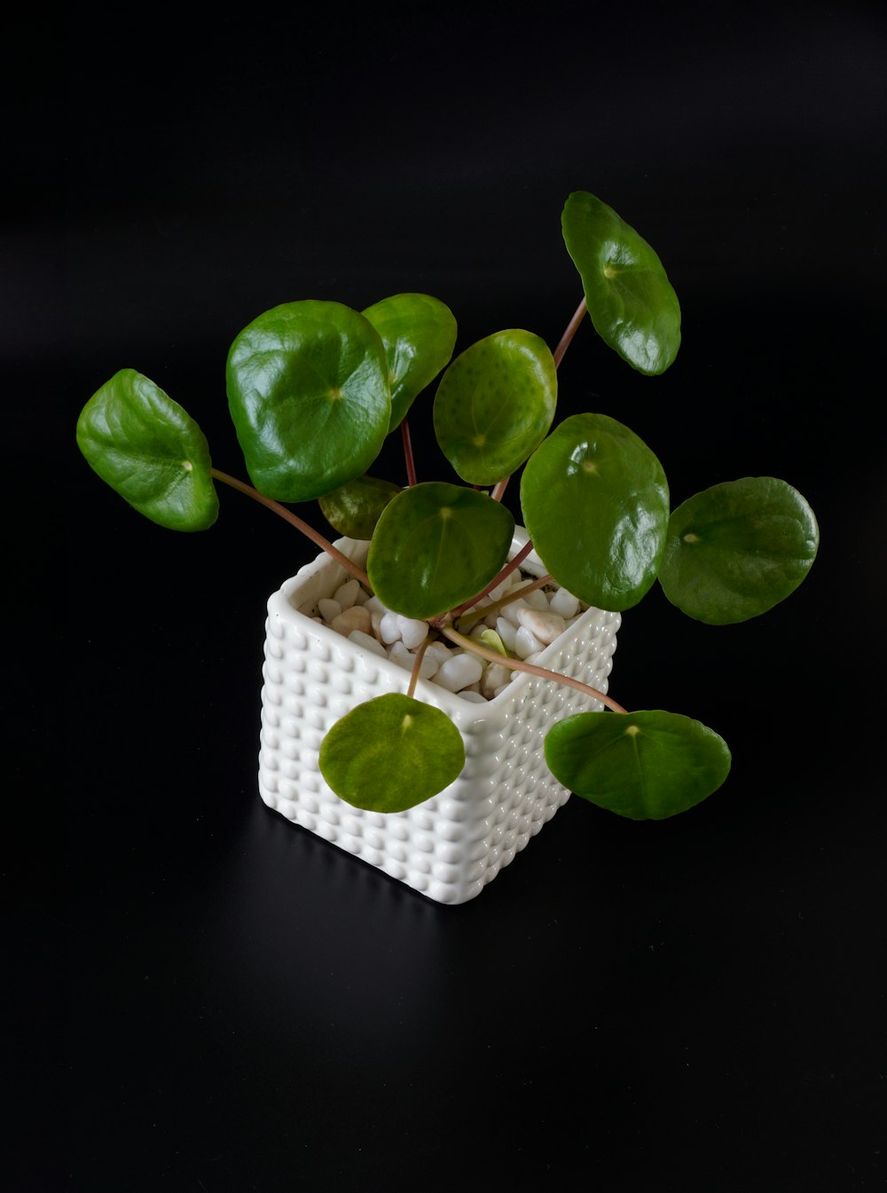 una pianta con foglie verdi in un cesto bianco