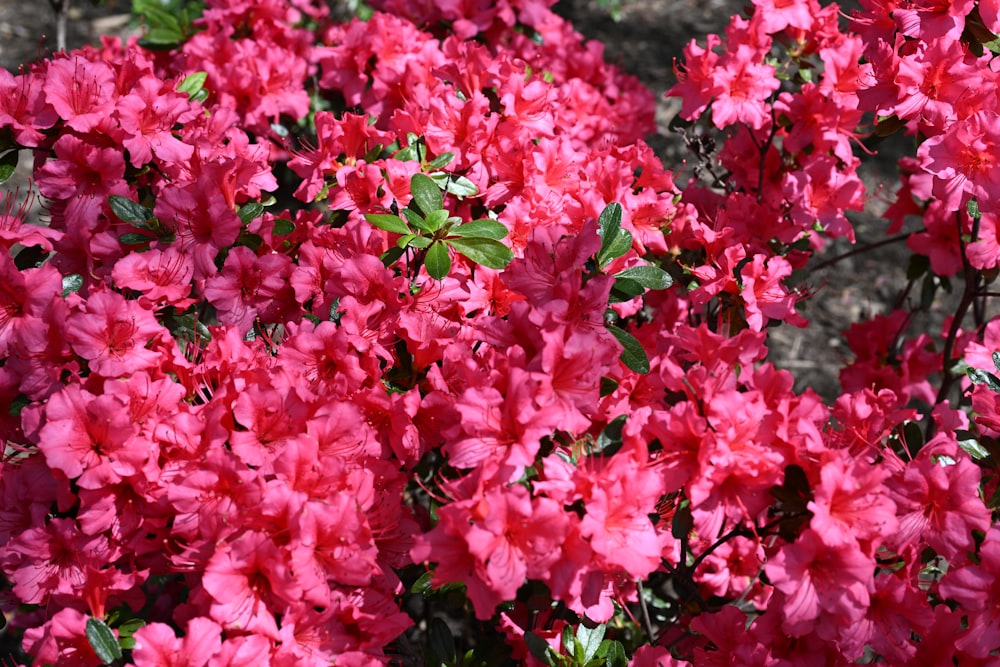 a bush of pink flowers with green leaves