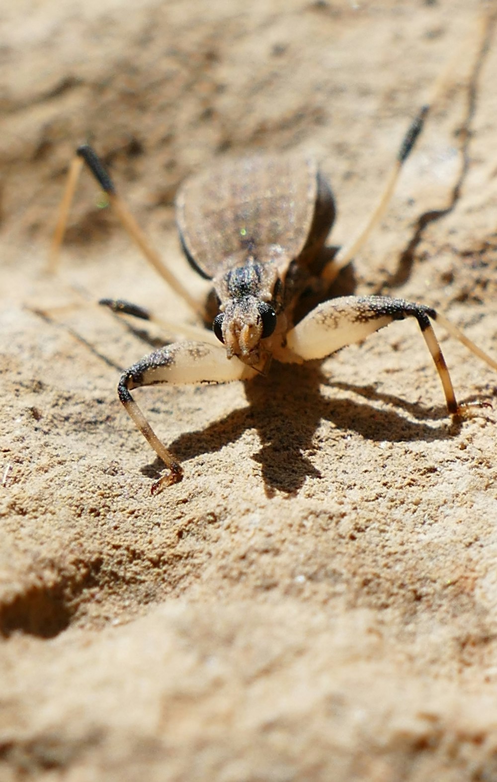 a bug sitting on top of a sandy ground