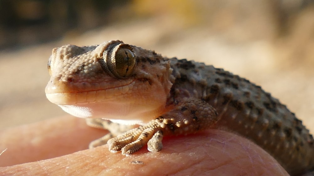 a close up of a person holding a small lizard