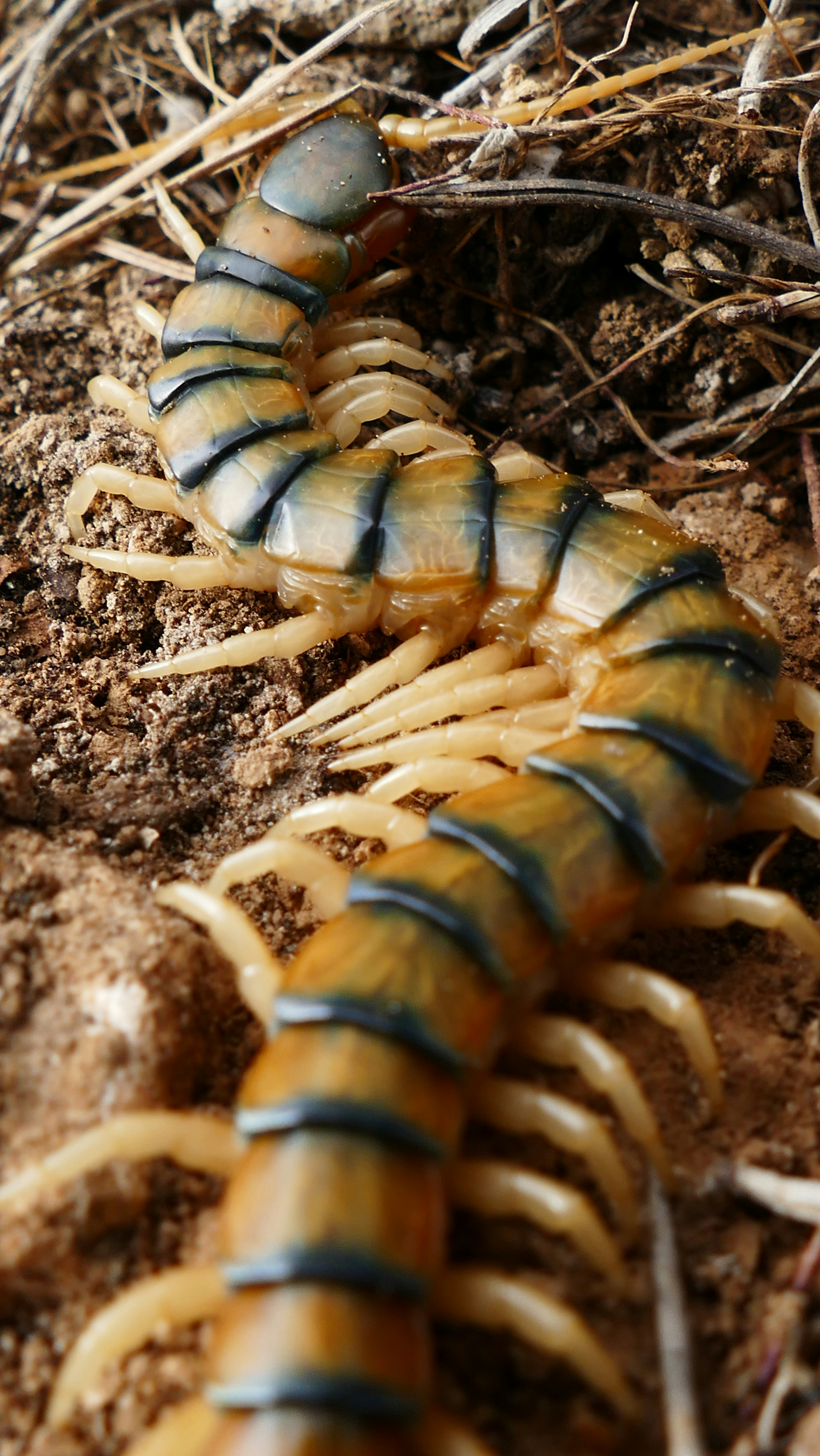 A large centipede on the ground