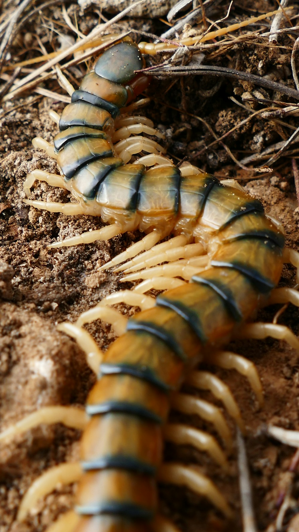 a close up of a caterpillar on the ground