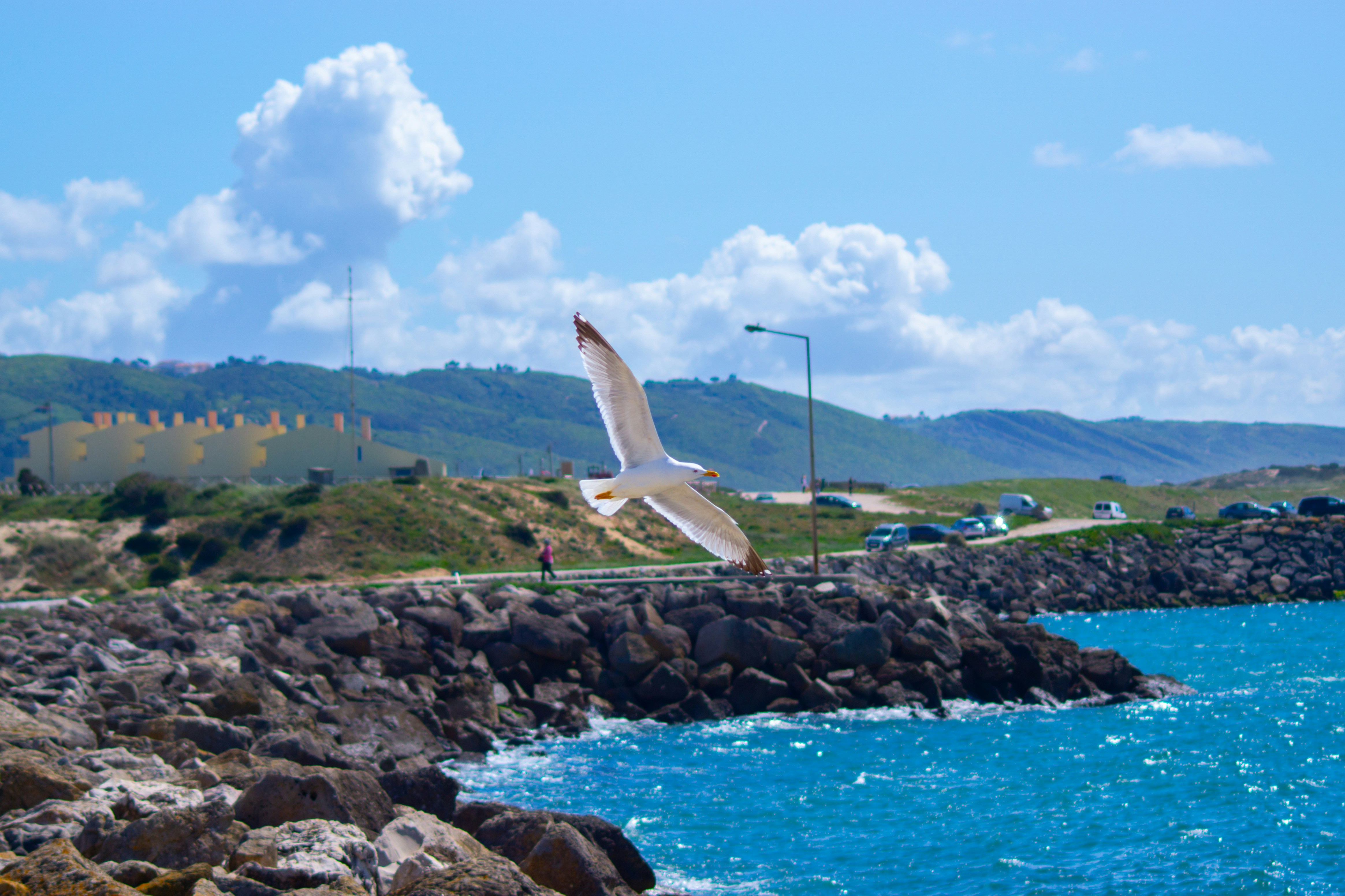 a bird flying over a body of water