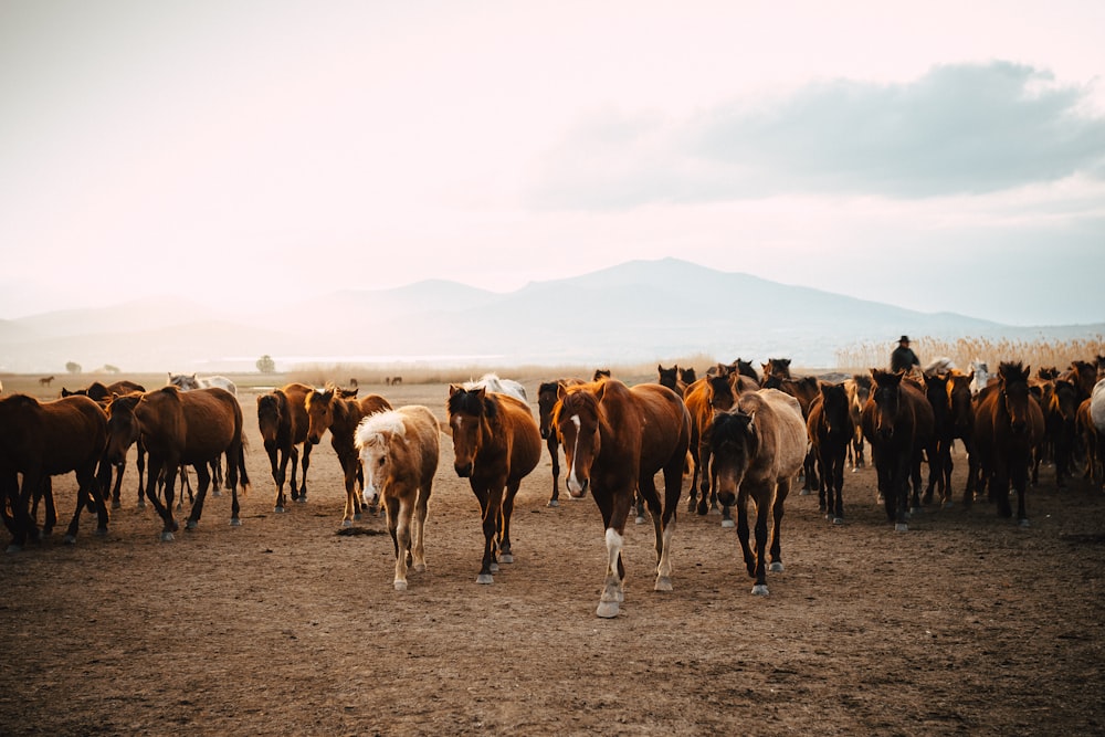 a herd of horses walking across a dirt field