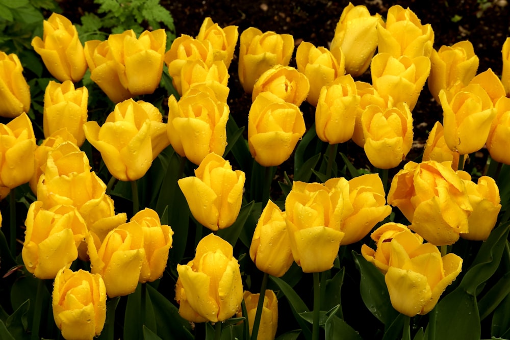 a bunch of yellow flowers that are in the grass