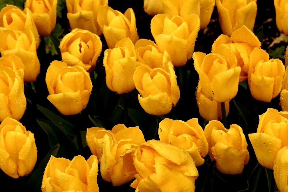 a bunch of yellow flowers with water droplets on them