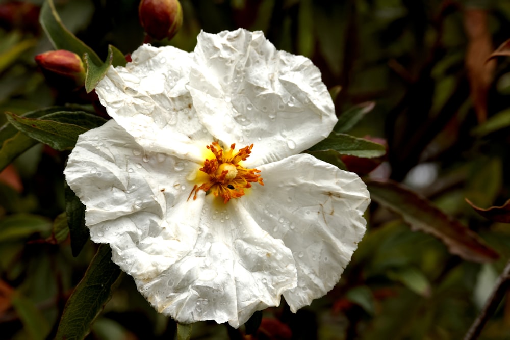 a white flower with a yellow center surrounded by green leaves