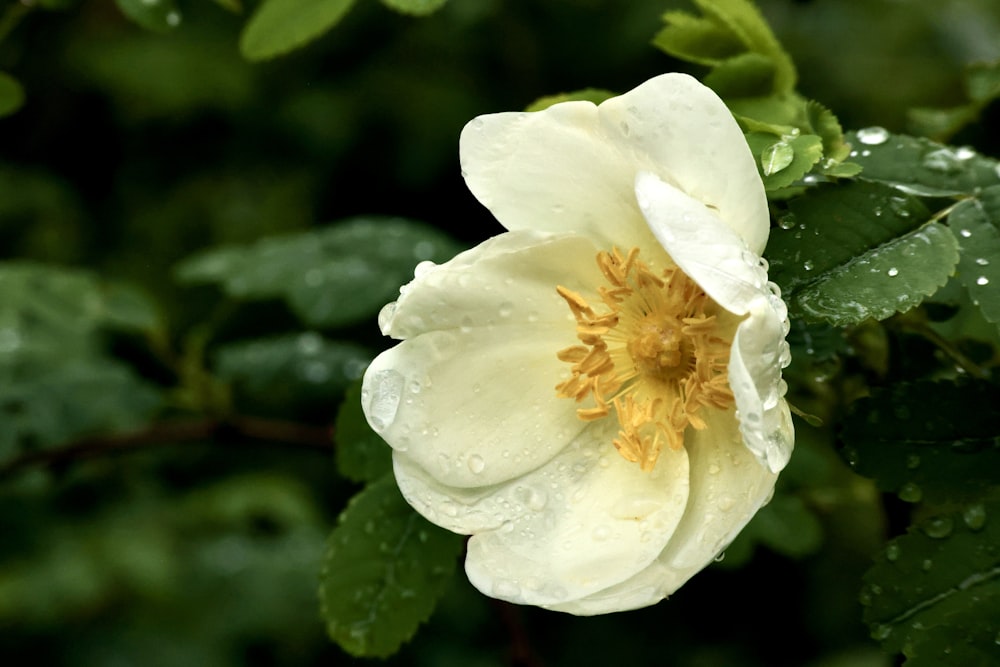 a white flower with water droplets on it