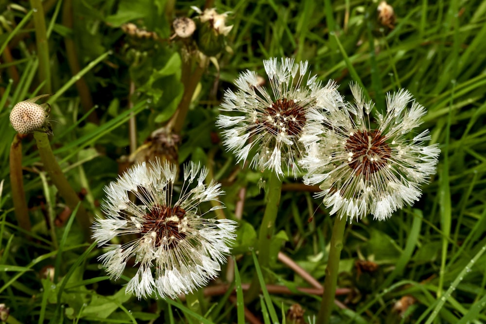 a couple of white flowers sitting on top of a lush green field