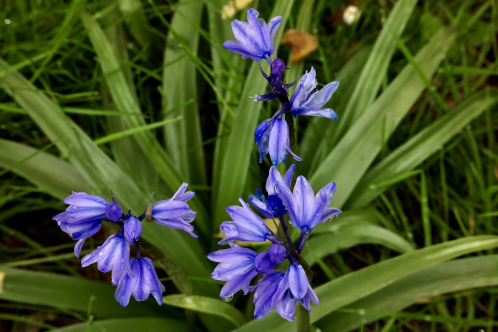 a close up of two blue flowers in the grass