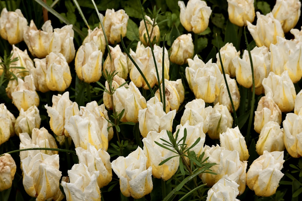 a bunch of white flowers that are in the grass