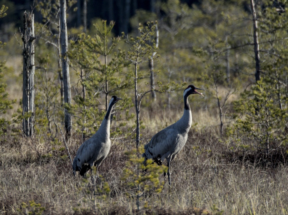 a couple of birds standing in the middle of a forest