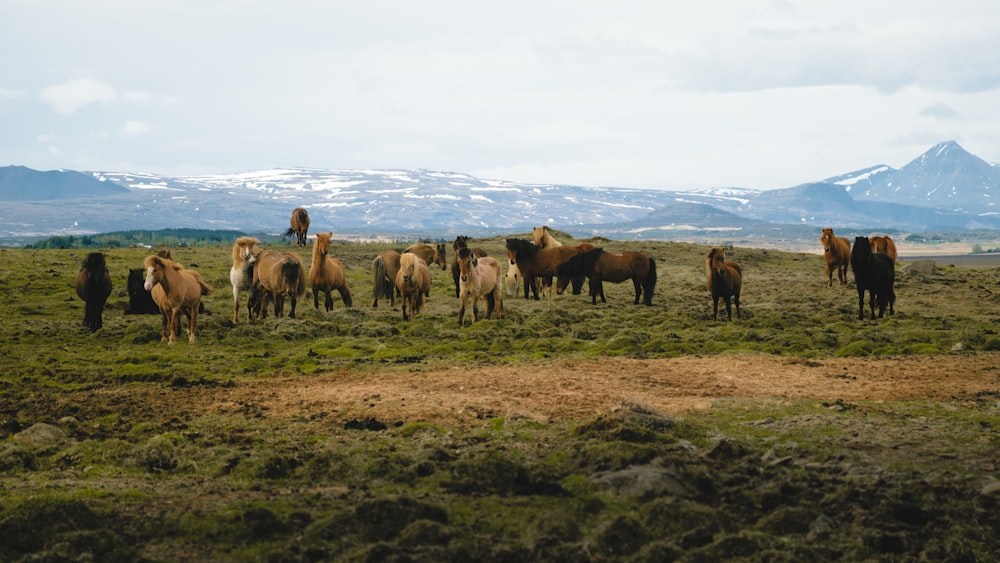 a herd of horses standing on top of a lush green field