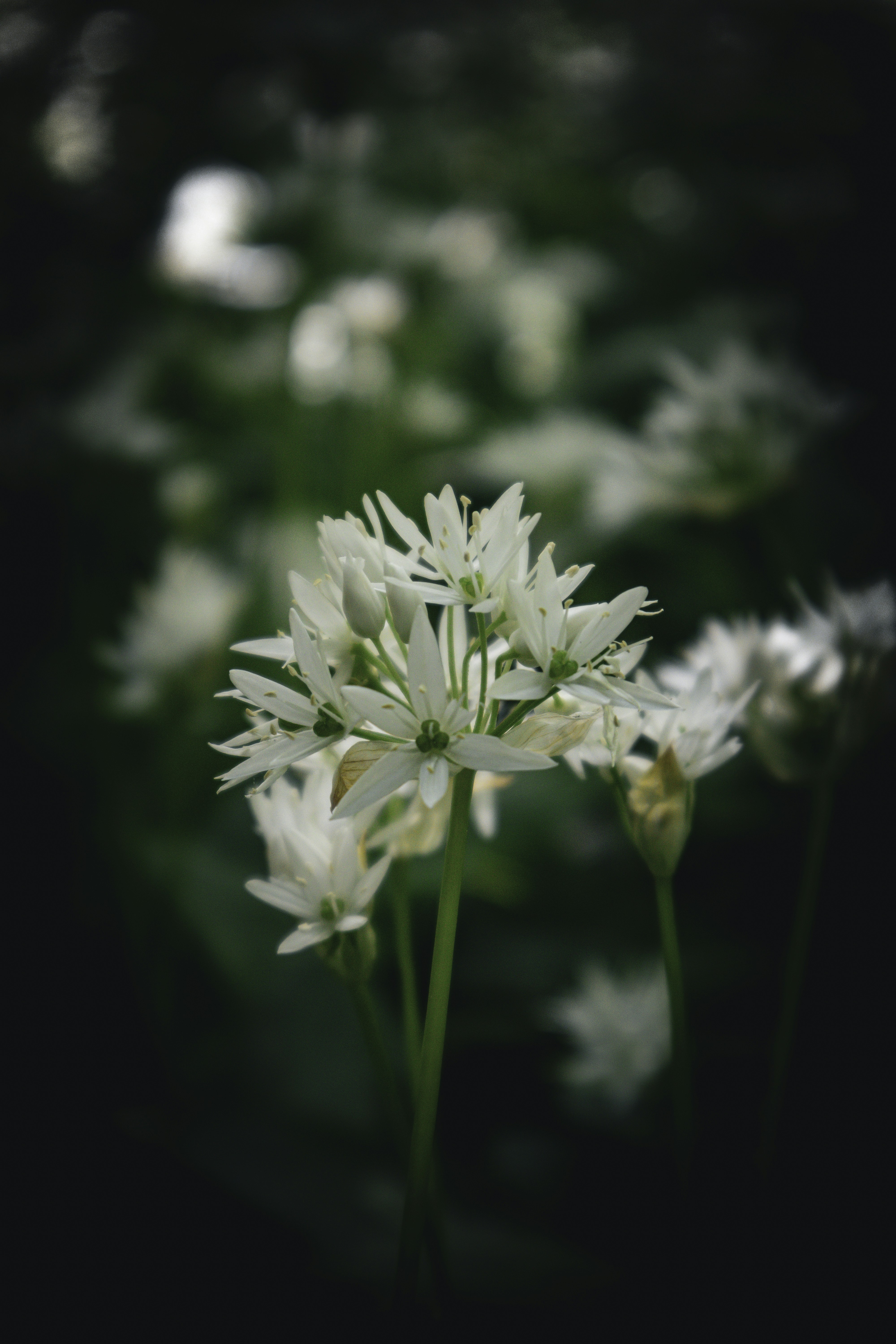 a close up of a white flower in a field