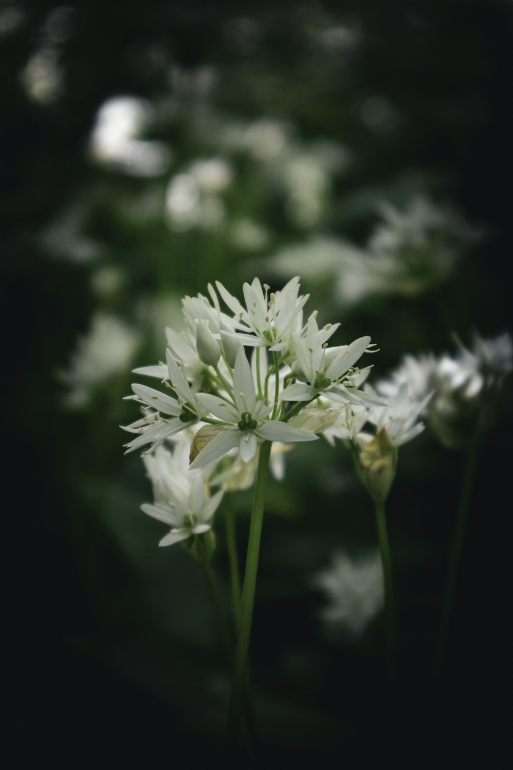 un primo piano di un fiore bianco in un campo