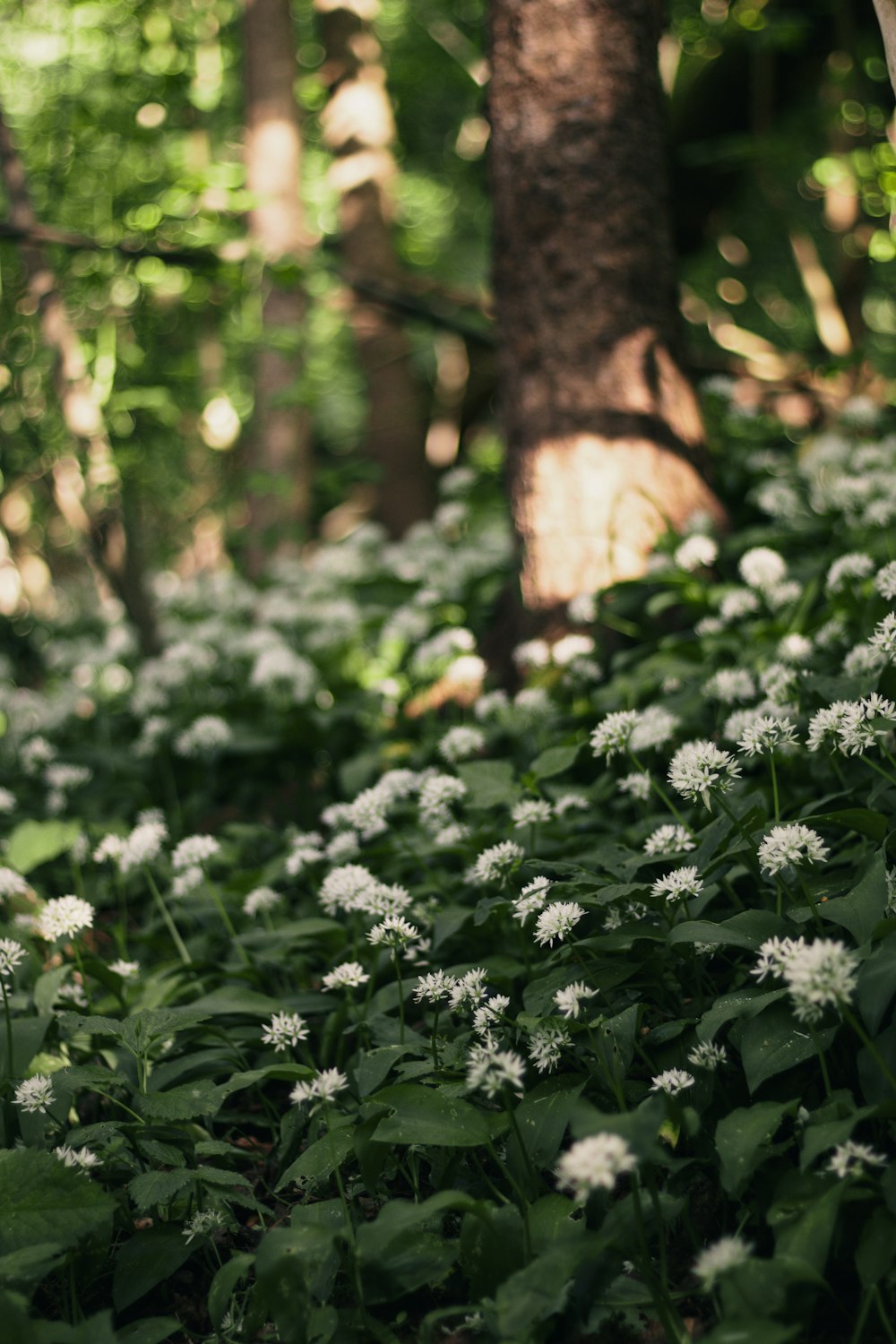 a forest filled with lots of white flowers