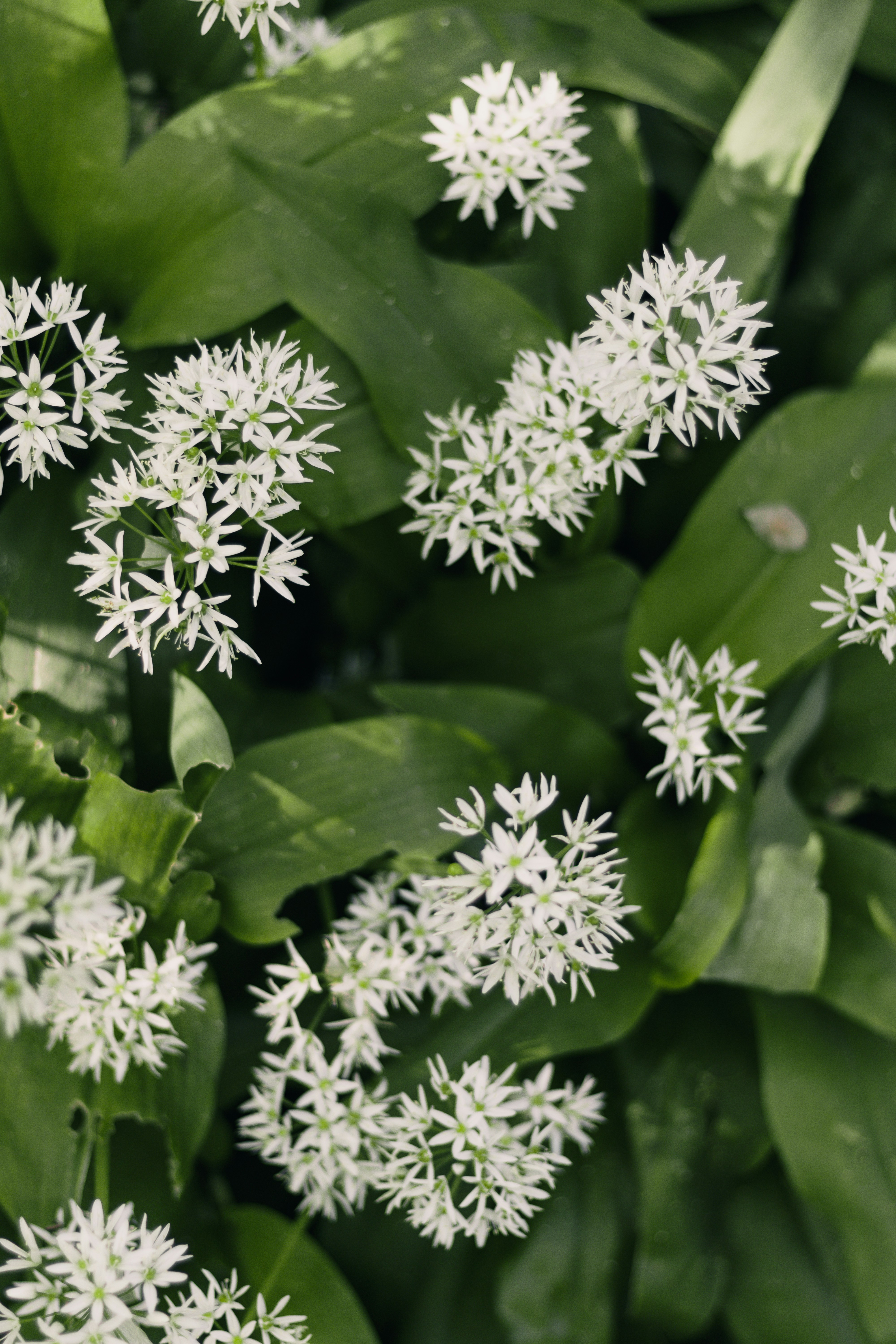 um close up de um ramo de flores brancas