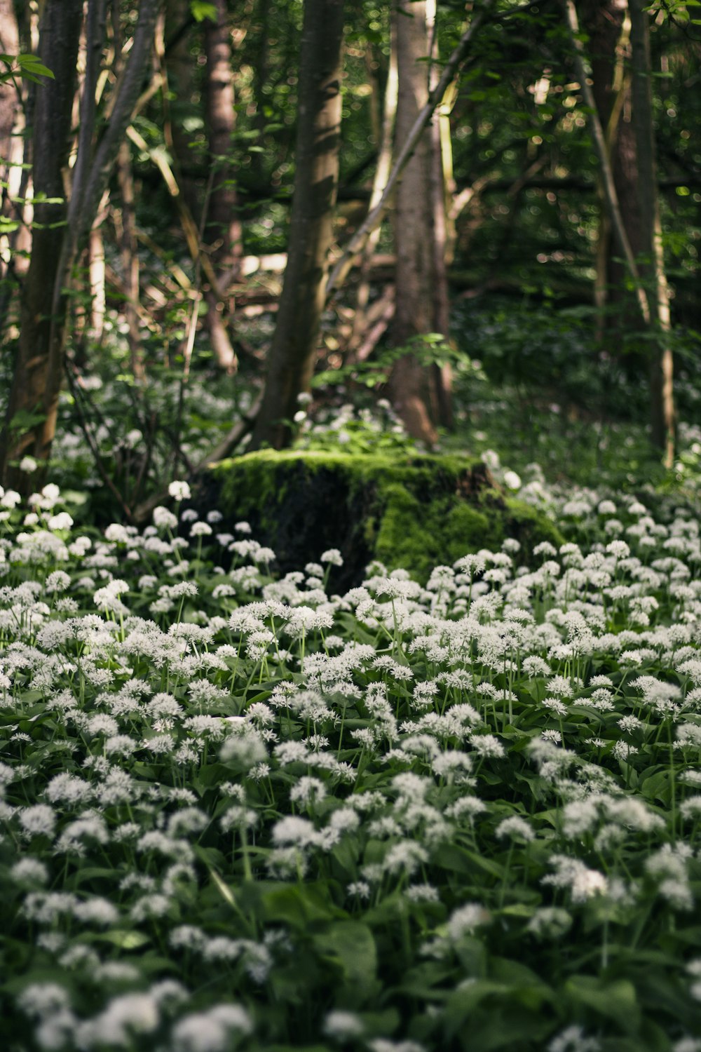 a lush green forest filled with lots of white flowers
