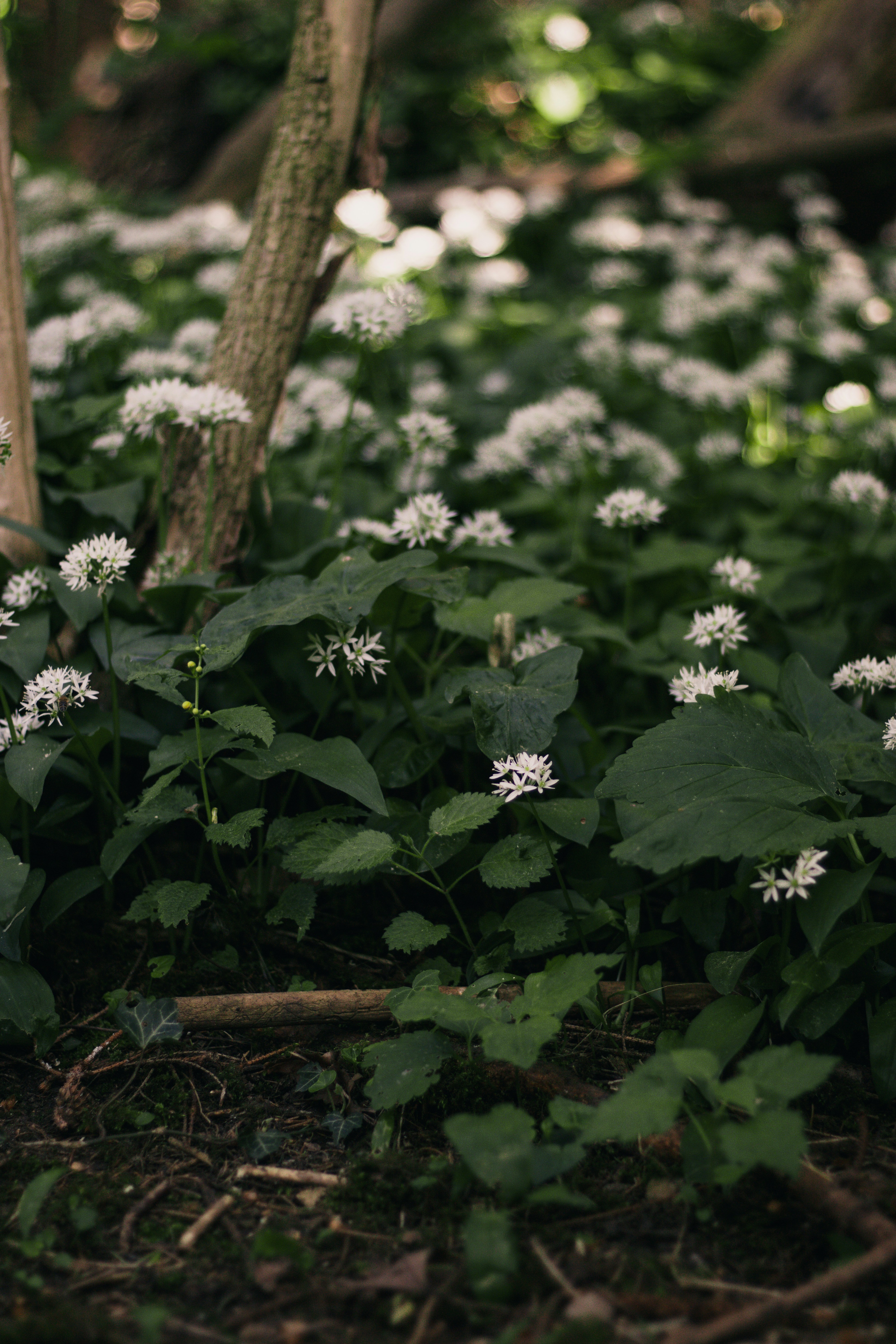 um ramo de flores que estão na grama