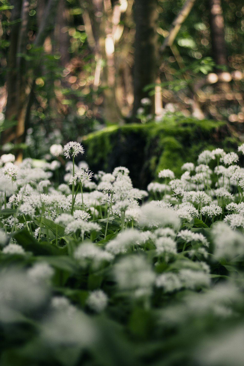 a bunch of white flowers in the middle of a forest
