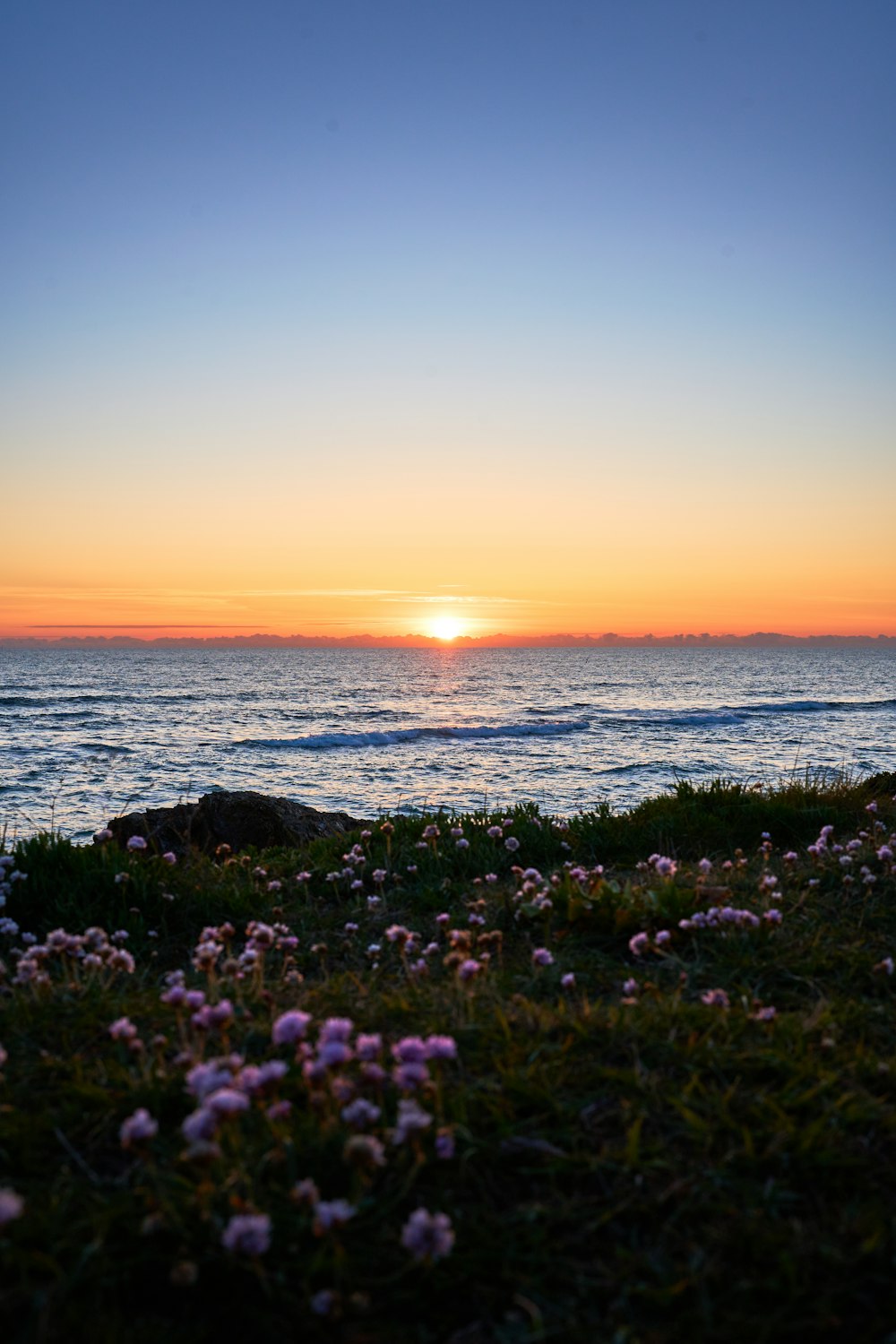 the sun is setting over the ocean with wildflowers in the foreground