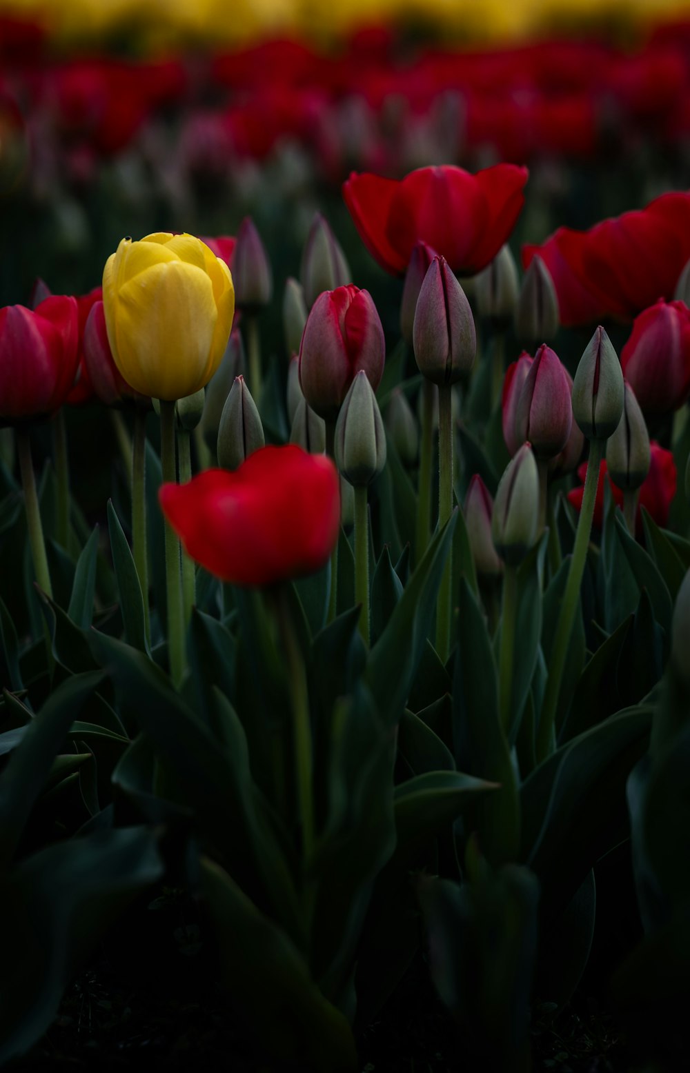 a field full of red and yellow tulips