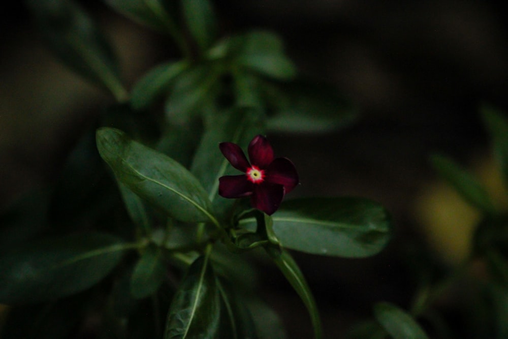 a red flower with green leaves in the background