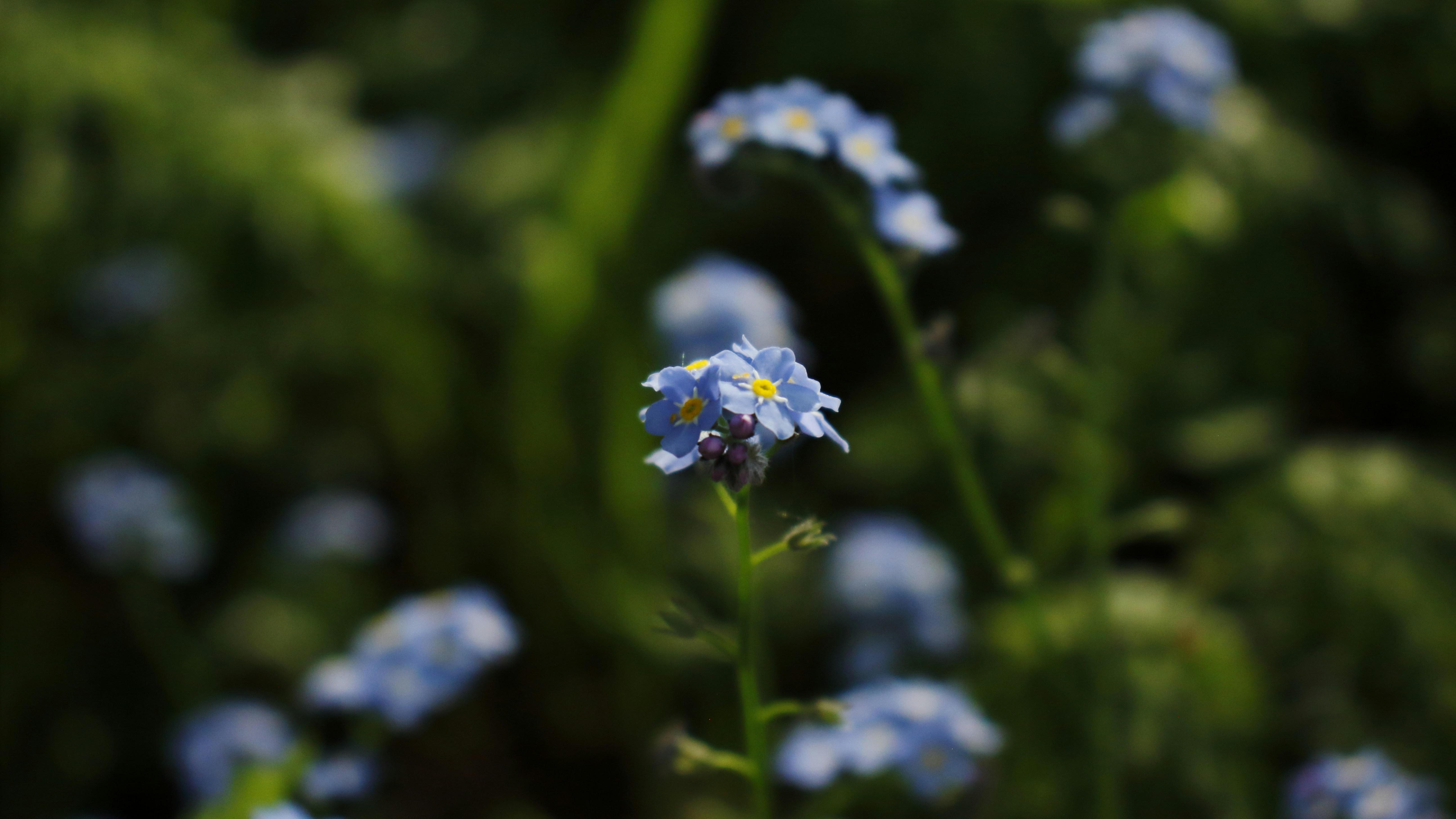 Photo by bloominghyacinth