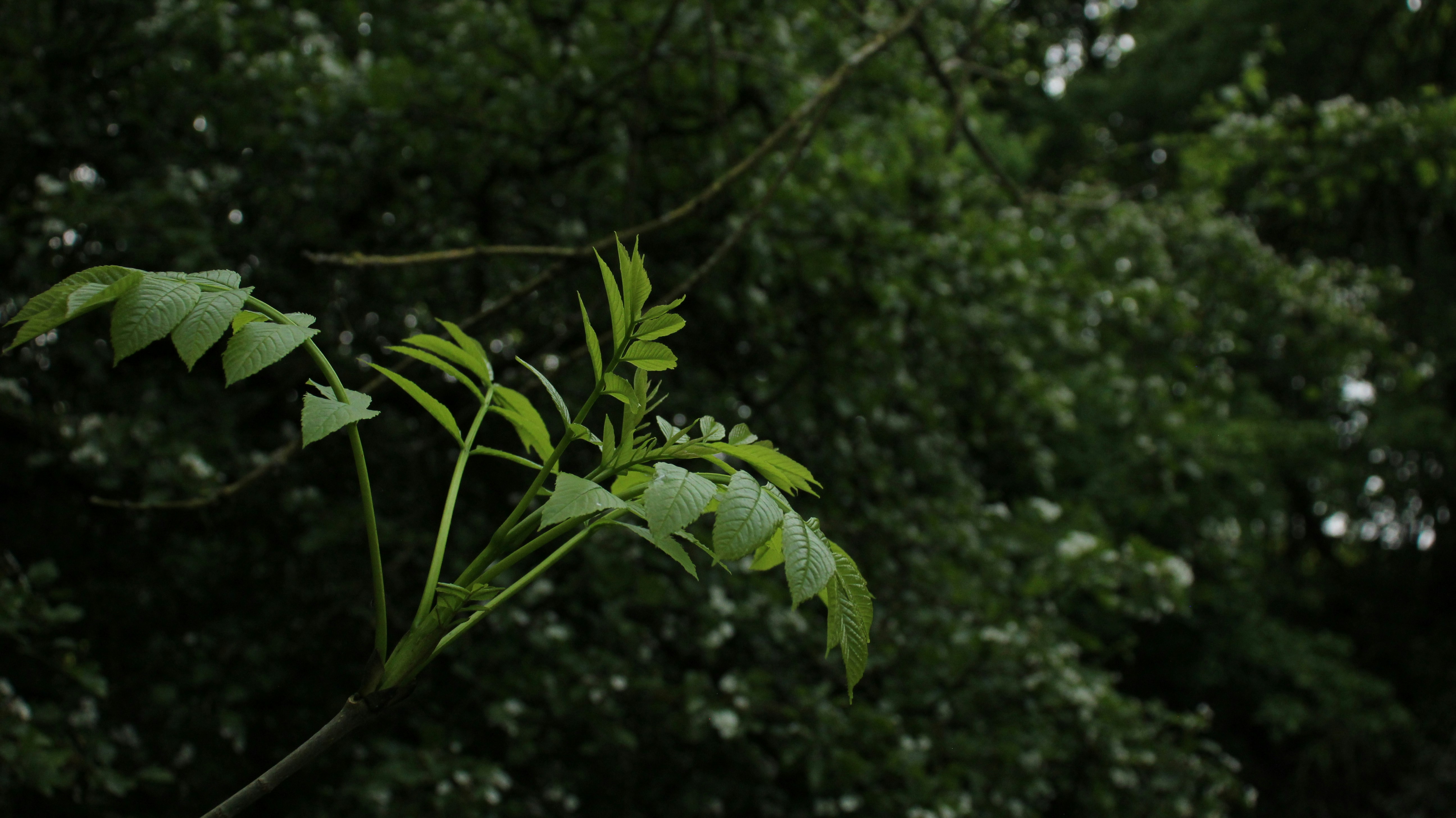 Photo by bloominghyacinth