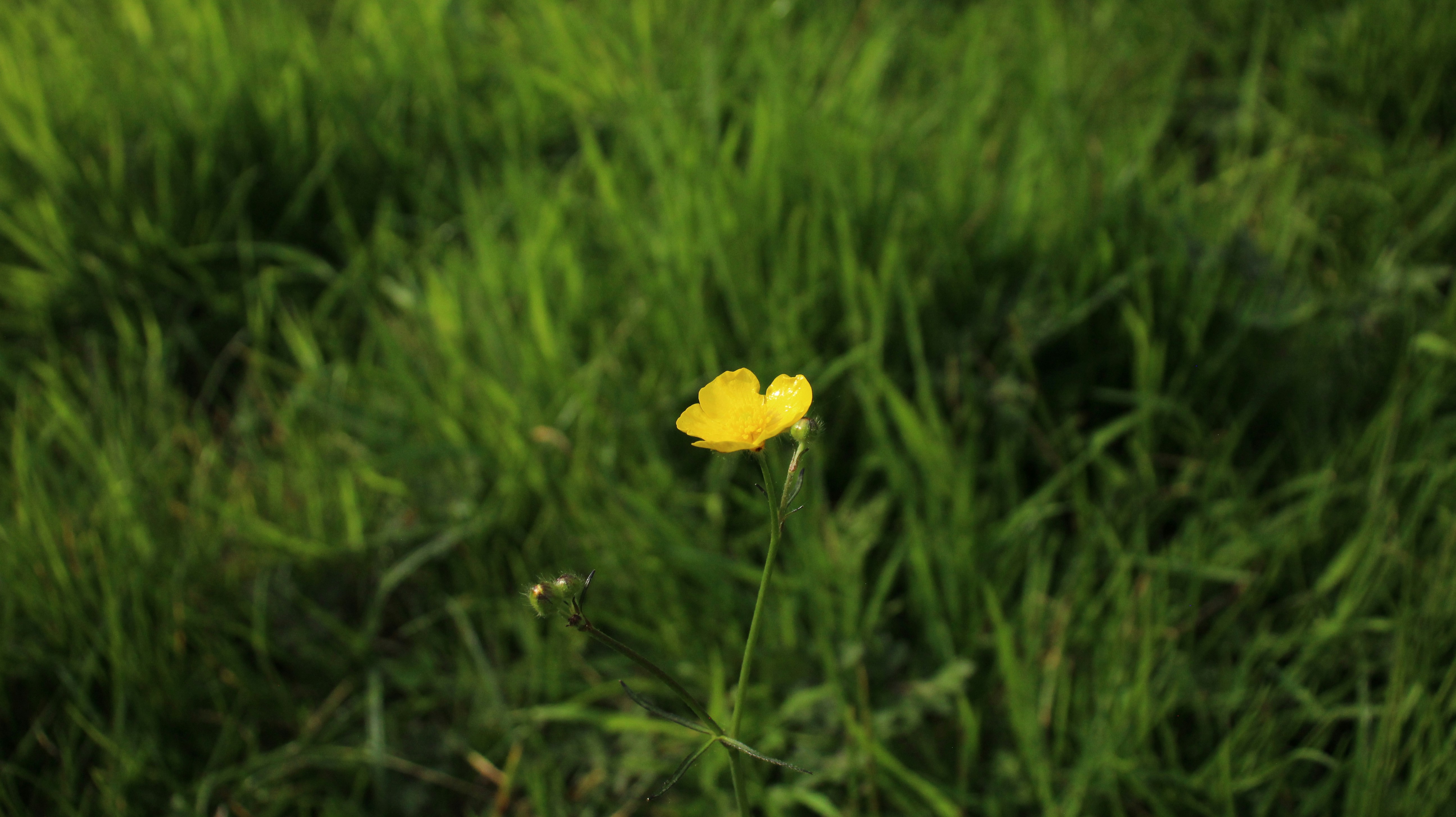 Photo by bloominghyacinth